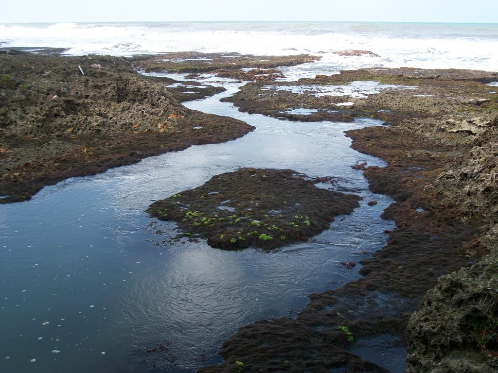 Piscina Natural On The Sea Cahuita Eksteriør bilde